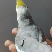 عروس هلندی بد اخلاق|پرنده|تربت‌حیدریه, آغوی|دیوار