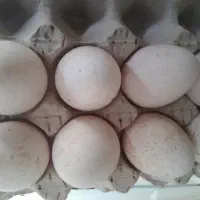 تخم بوقلمون