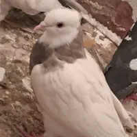 فروش یک عدد طوقی