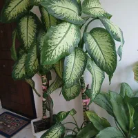 گل دیفن|گل و گیاه طبیعی|آستارا, |دیوار