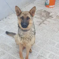 سگ ژرمن یکساله نر