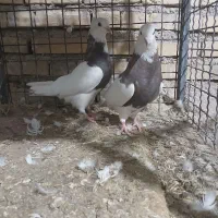 ۶ عدد کبوتر طوقی سرحال