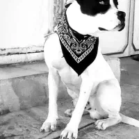 داگو پیت بول درجه یک یکسال نیمه