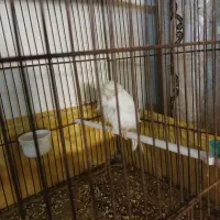 قناری نر قرص|پرنده|ری, حمزهآباد|دیوار