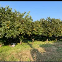 زمین اکازیون