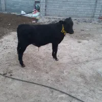 سمینتال اصل