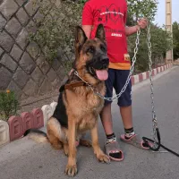 فروش ژرمن شپهرد مو کوتاه نر بالغ اصیل گرید A+|سگ|تهران, جردن|دیوار