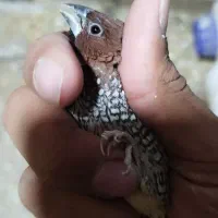 یک جفت فنچ چاشنی