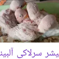 طوطی برزیلی و عروس هلندی