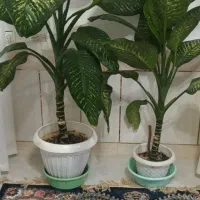 فروش گیاه دیفن باخیا،گیاه زیبا و پر طراوت|گل و گیاه طبیعی|داران, |دیوار