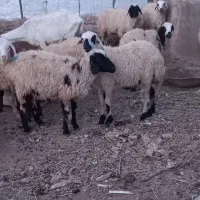 بره میش بزغاله بز گوسفند