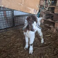 یک عدد بز ماده آوستن|حیوانات مزرعه|محمدشهر, ولدآباد|دیوار