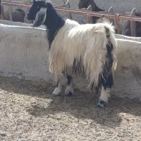 میش بز کهره بره