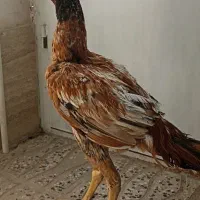 جوجه خروس لاری