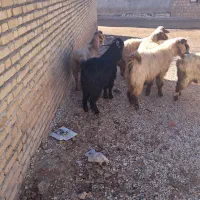 ۲عدد ساورین شیره دار ۲عدد بز ۲عدد میش چاغ|حیوانات مزرعه|گوآور, |دیوار