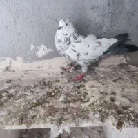 کبوتر پرشی شوط|پرنده|ماکو, |دیوار