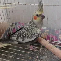 جوجه عروس هلندی