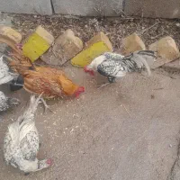 ۴عد خروس ویک مرغ سیبرایت انگلیسی