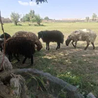 بره نر چاق ۵۵ کیلو ۲ راس 720000 تومان