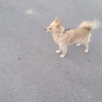 سگ پامر روباهی..ماده.زرنگ وباهوش وخوش رنگ