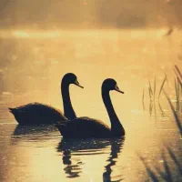 غاز نر ماده  بالغ