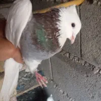 کبوتر|پرنده|مانه, |دیوار