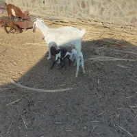 بزمری بادوبزغاله پنجاپ دورگ