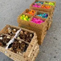 جوجه رنگی و رسمی