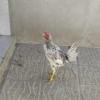 خروس دورگه جوان