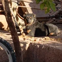 سگ نگهبان و گله