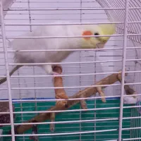 عروس هلندی|پرنده|رشت, کوی یخ|دیوار