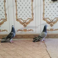 جفت پلاکی اهواز