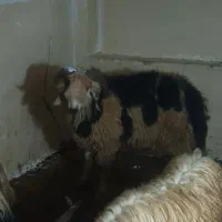 ۵ عدد بره مرغوب