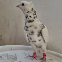 کبوتر طوقی|پرنده|کاشمر, |دیوار