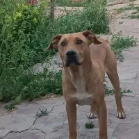 توله پیت بول