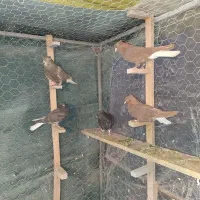 کبوتر رنگی . دمسفید  و  طوقی|پرنده|شاهین‌شهر, شهرک میلاد|دیوار