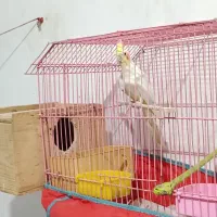 عروس هلندی نر