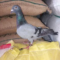 کفتر سبز المانی  وسار آلمانی ماده