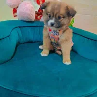 پامر خرسی عروسکی|سگ|رشت, دیانتی|دیوار