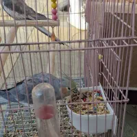 عروس هلندی|پرنده|سلماس, |دیوار