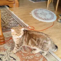 گربه نر بریتیش گلد|گربه|کرج, عظیمیه|دیوار