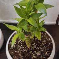 پخش گل به قیمت گلخانه|گل و گیاه طبیعی|اسلامشهر, شهرک قائمیه|دیوار