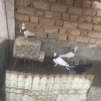 کبوتر رنگی|پرنده|مرودشت, بیست متری بیمارستان|دیوار