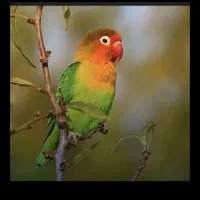 طوطی برزیلی