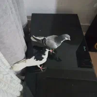 بدرنگ ماده و شستی ماده مغلف