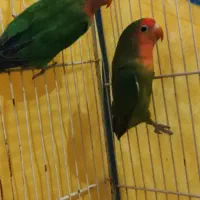 دوعددطوطی  کوتوله بجستان|پرنده|بجستان, |دیوار