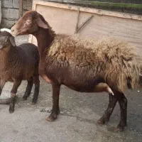 گوسفند بابره ماده