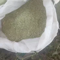 کاه خار شتر|عمده‌فروشی|فیروزه, |دیوار