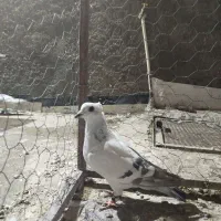 شامی کاکلی|پرنده|سبزوار, قصبه اب یمین|دیوار