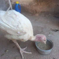 بوقلمون